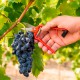 Tijeras Vendimiar Forjada Recta  1 Mano   19 cm.